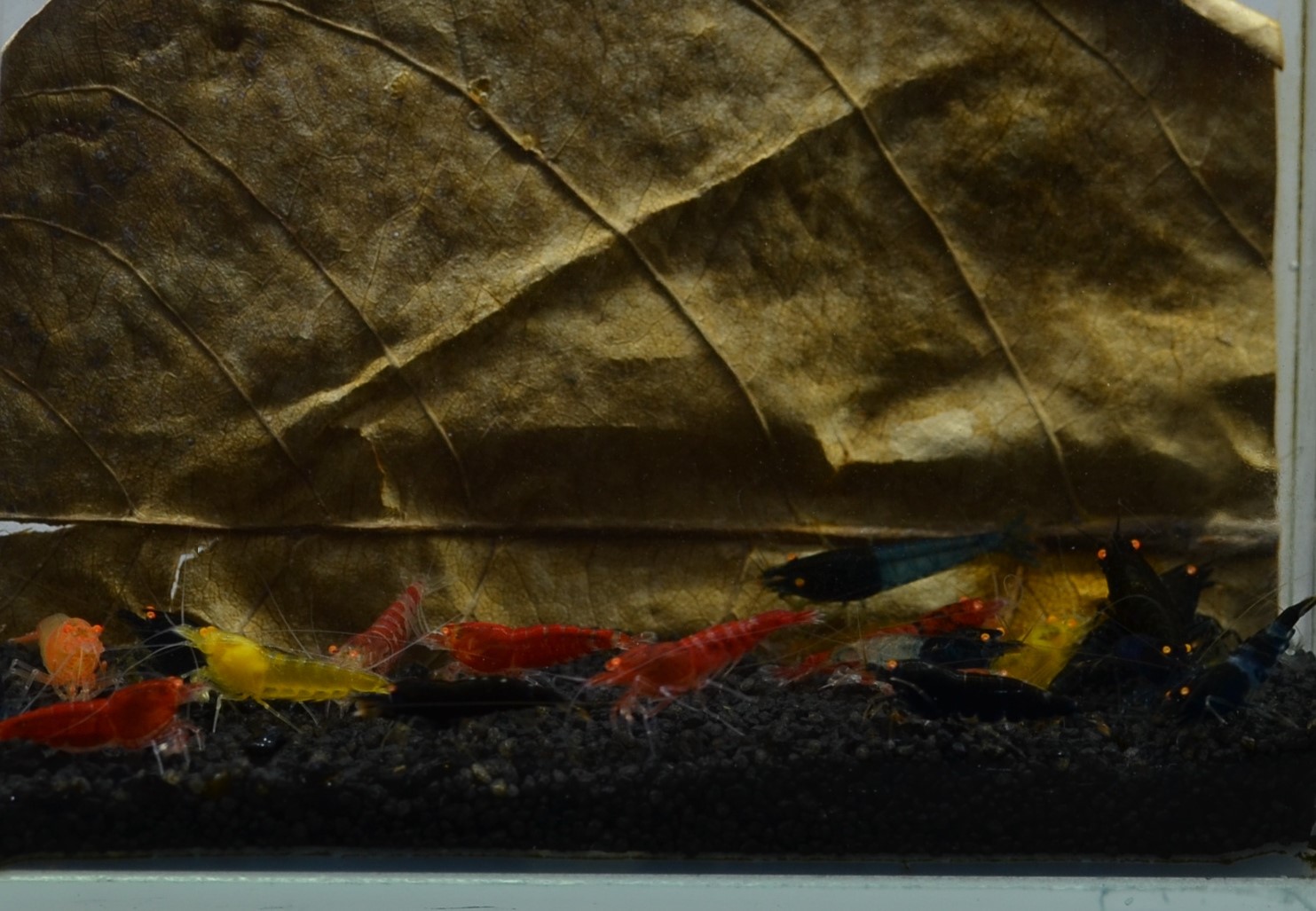 10+1 "orange Eye" OE Garnelen Mix - DNZ