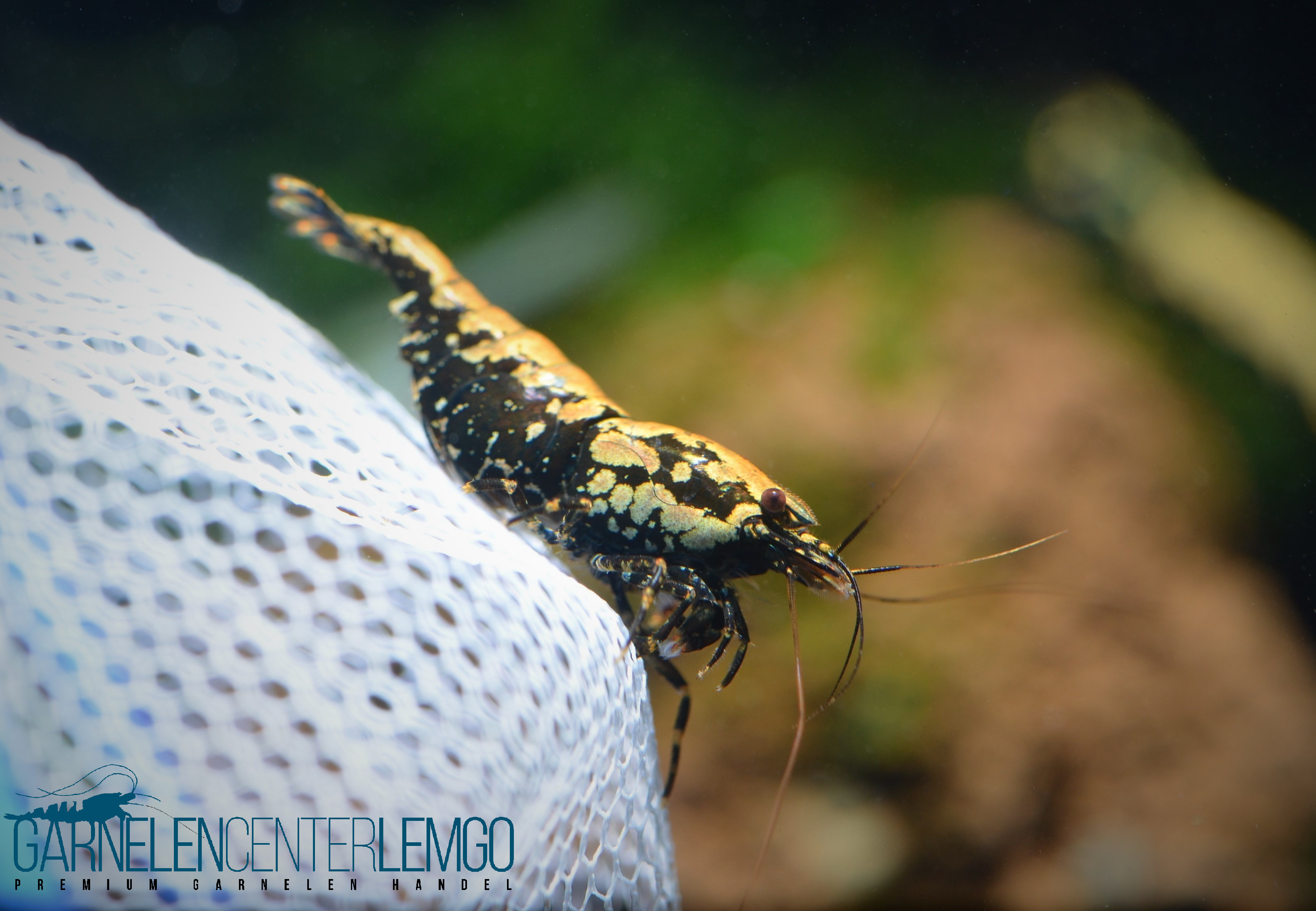 Skyfish Golden Boa - Grade SSS/ High Grade