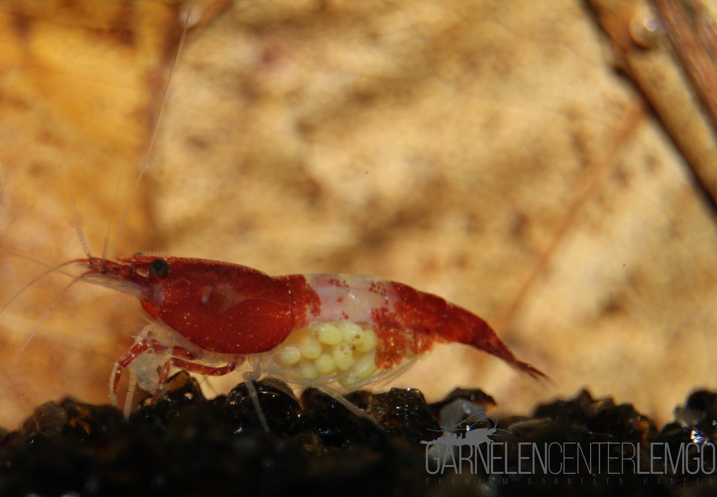 Red Rili Garnele  - DNZ