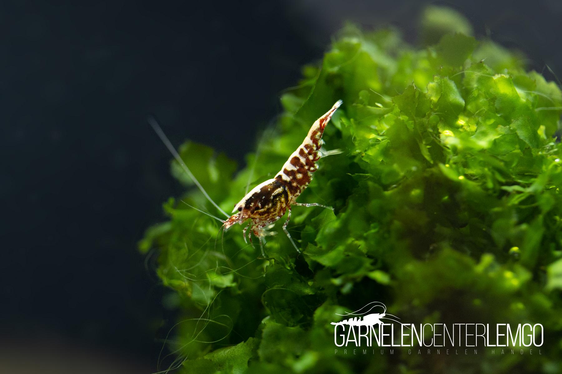 Skyfish Galaxy Fishbone Red Snowflake Garnele S/SS - DNZ