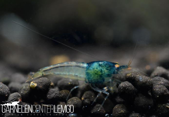 Steelblue O.E. Garnele, Grade S - DNZ