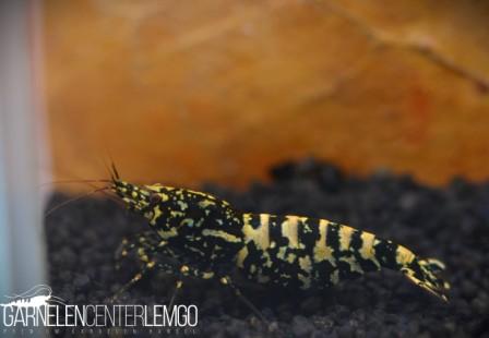 Snowfall Galaxy Tiger Garnele, Black - SSS Grade (DNZ)