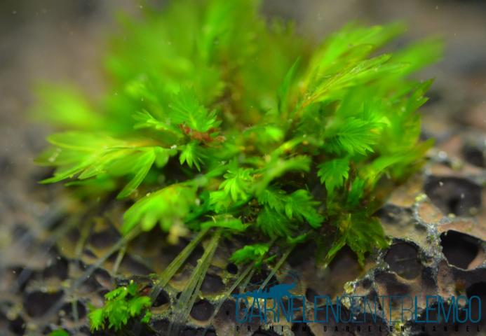 Fissidens sp. Nobilis  - auf Plant Sheet