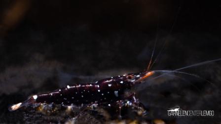 Caridina Trimaculata - DNZ