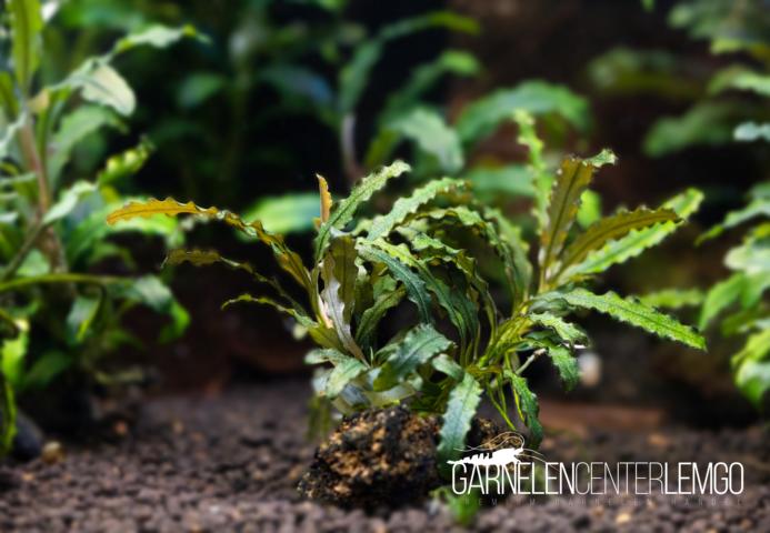 Bucephalandra sp. Alamanda V6 Blue - submers - Rhizom