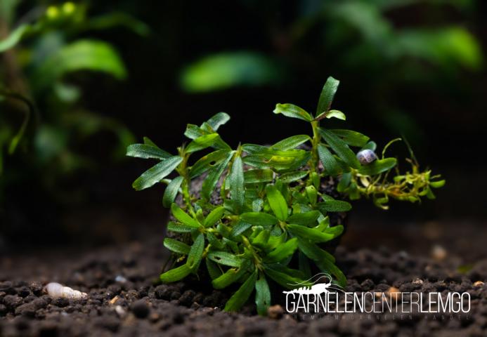 10er Pack Bucephalandra sp. "Glücksbuce" - submers