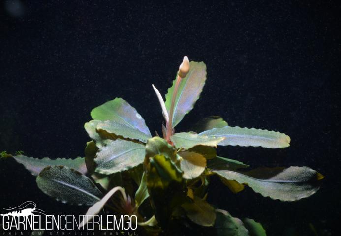 Bucephalandra sp. Red Blue Violet, submers, Rhizom