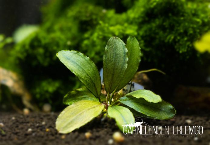Bucephalandra sp. Black Purple - submers - Rhizom