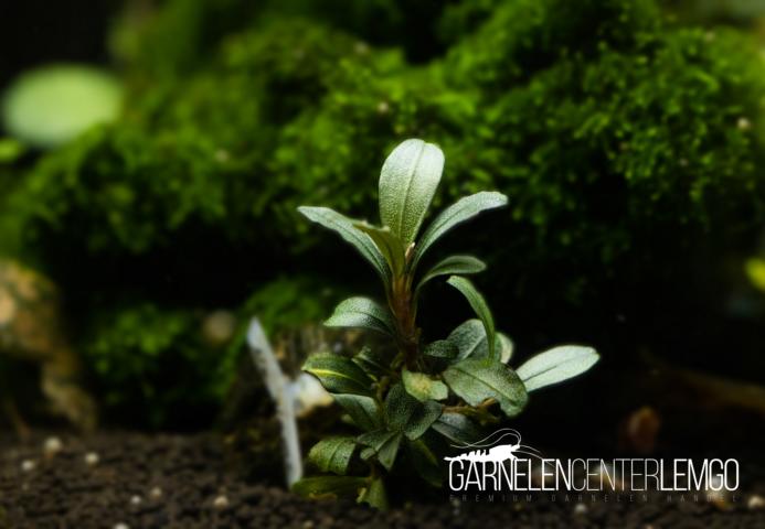 Bucephalandra sp. - submers - Rhizom