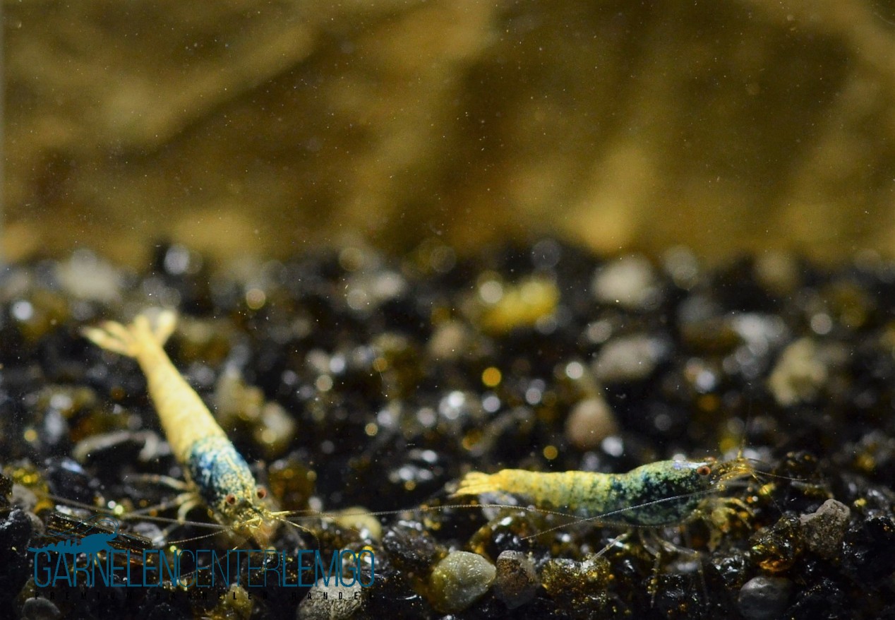 Blaue Taitibee aus Skyfish Galaxy Fishbone  - DNZ