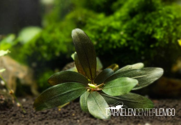Bucephalandra sp. - submers - Rhizom