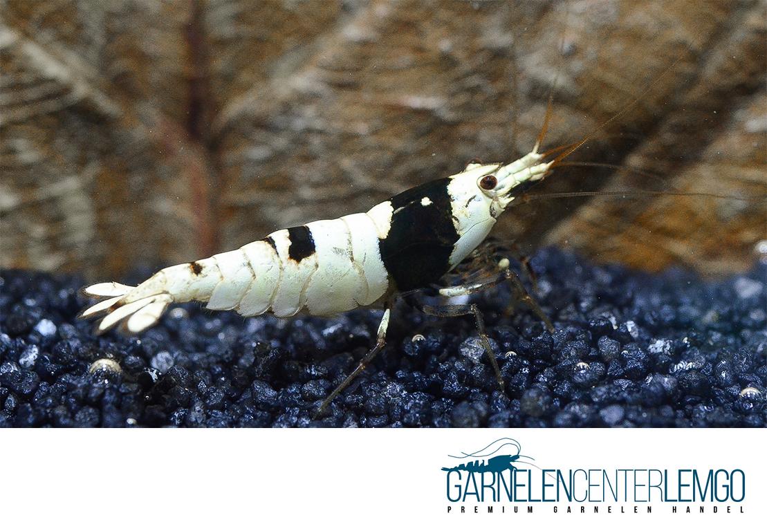 Black Bee Garnele PBL - Grade SS /Mid Grade  - DNZ