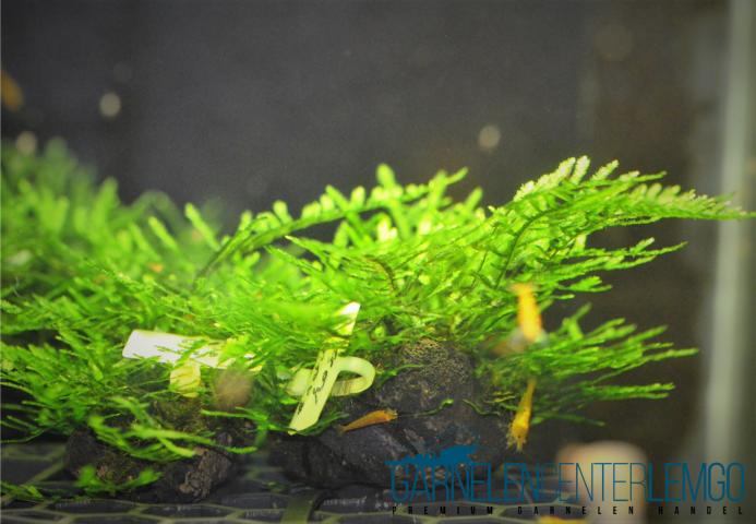 Anchor Moss - Ankermoos (Vesicularia Sp.) auf Plant Sheet