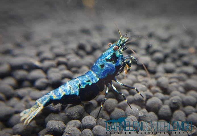 Skyfish Blue Boa - Grade SSS/ High Grade- DNZ