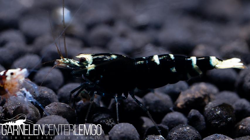 Pinto Tiger Black - Grade A/S - DNZ