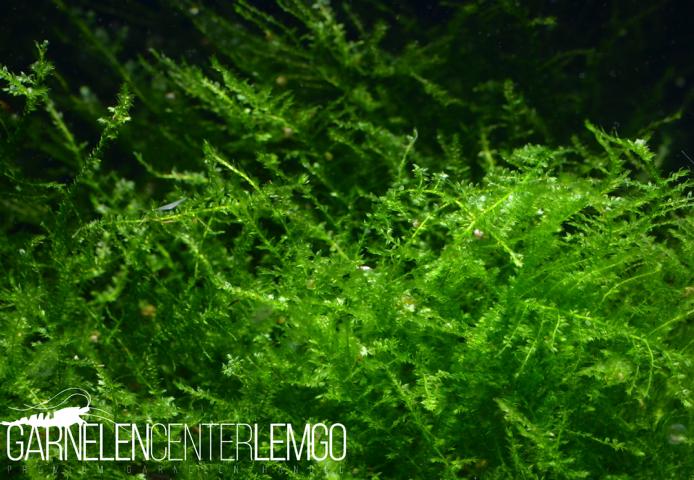 Cratoneuron Sp.Moos - Portion