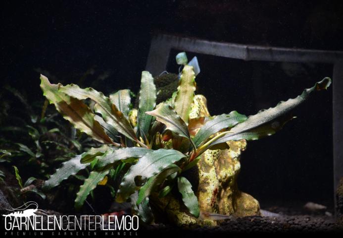 Bucephalandra Sp. Black Ghost, submers, Rhizom