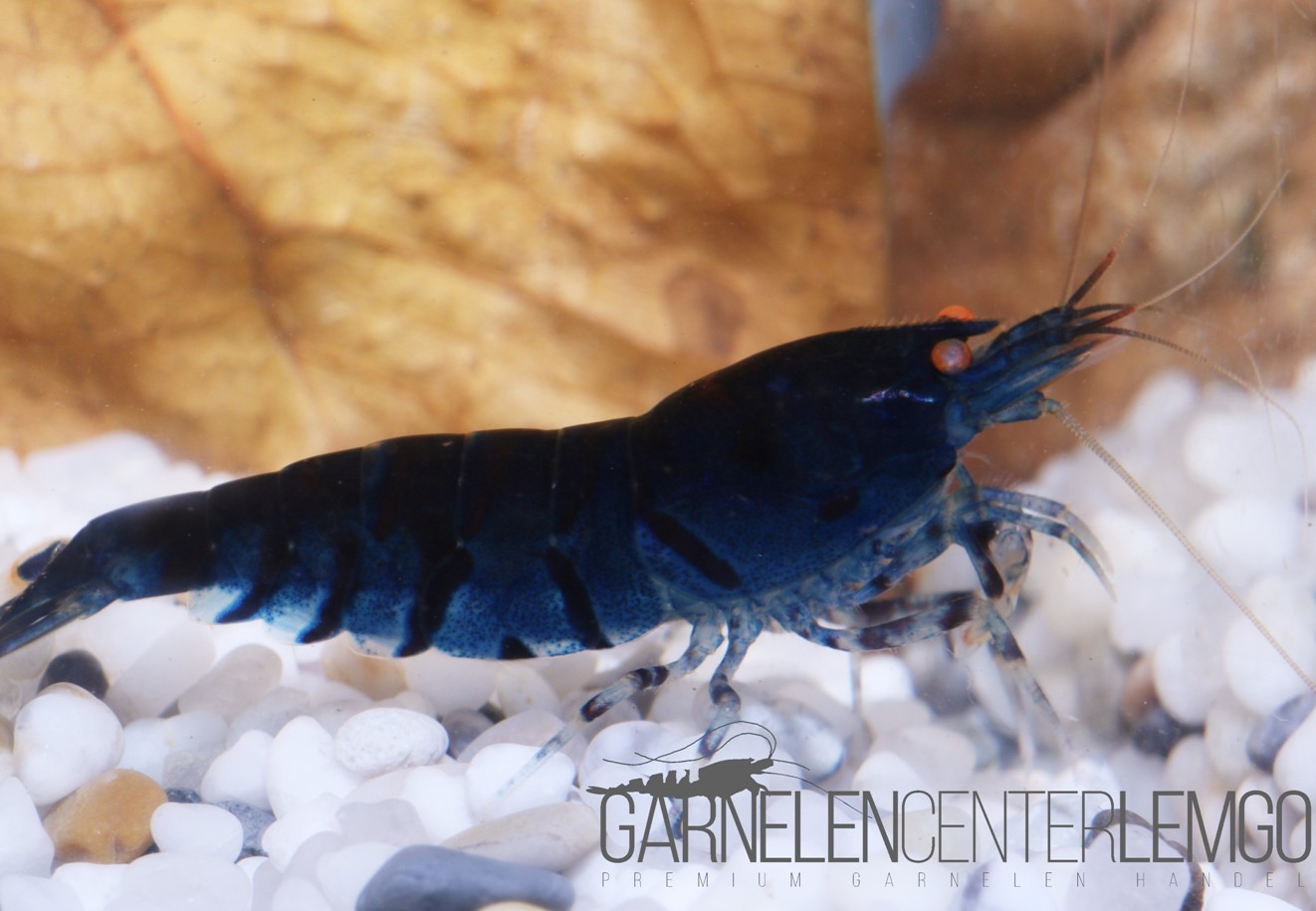 Tigergarnele Deep Blue O.E.  - DNZ