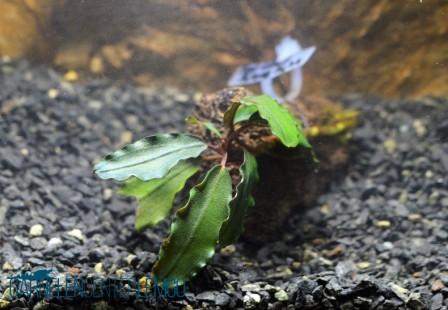 Bucephalandra sp. Montleyana - Red Cloud Riam Tujuh Rhizom Rarität*