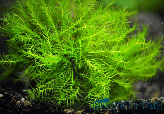Fissidens sp. LL - Rarität   - auf Plant Sheet