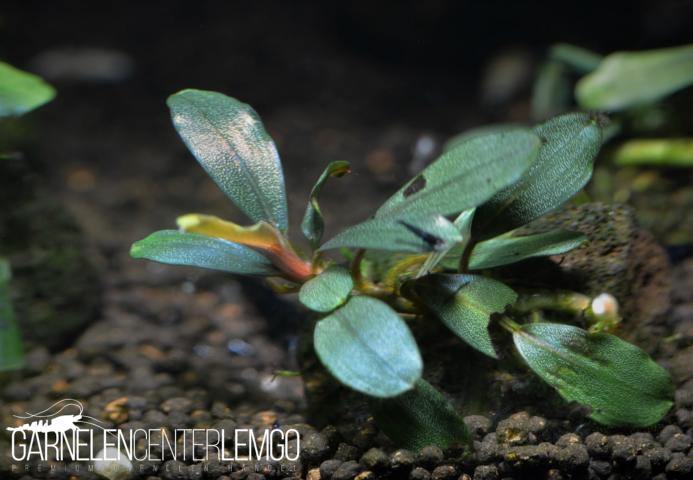 Bucephalandra sp. Black Sanggau, submers, Rhizom