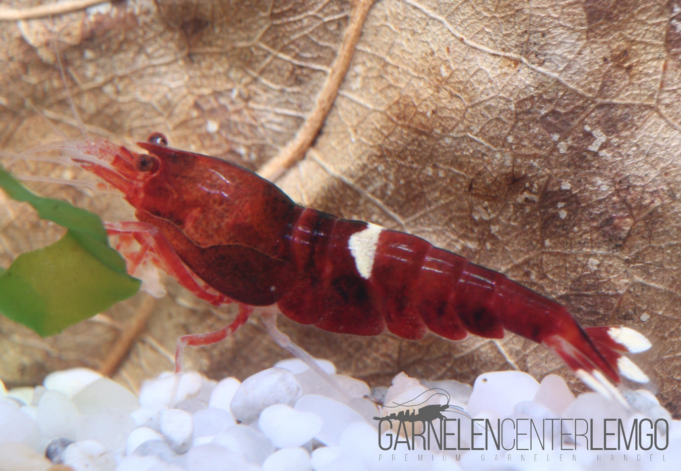 Red Ruby Single Line Garnele  - DNZ