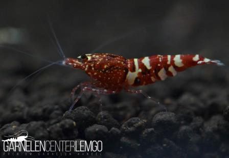 Snowfall Galaxy Tiger Garnele, Red - SS Grade (DNZ)