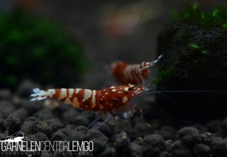 Snowfall Galaxy Tiger Garnele, Red - S Grade (DNZ)