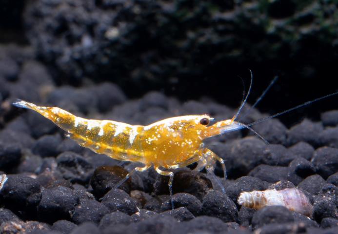 Yellow Galaxy Fishbone Garnelen - DNZ
