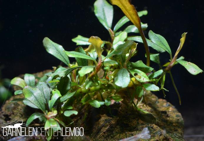 Bucephalandra sp. Blue Boyan, submers, Rhizom