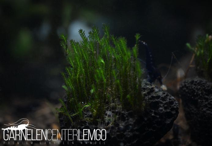 Fissidens sp. Adianthoides  - auf Plant Sheet