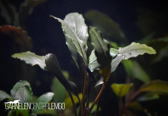 Bucephalandra sp. Black Purple 2, submers, Rhizom