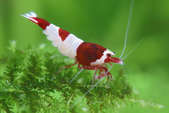 caridina_title
