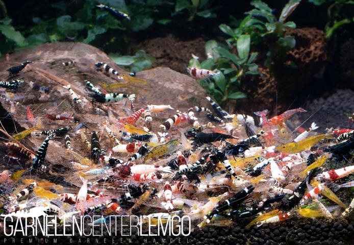 Caridina-Garnelen-Mix - 10 Stück- DNZ