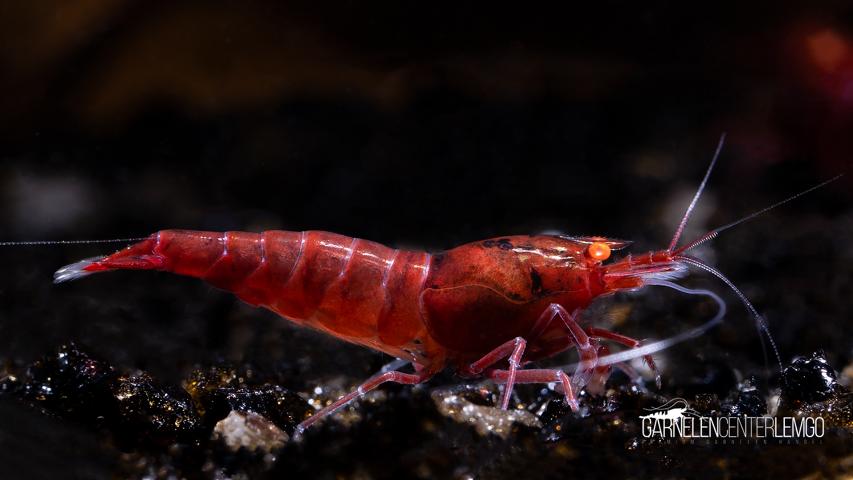 Red Devil O.E. Garnele SS Grade - DNZ