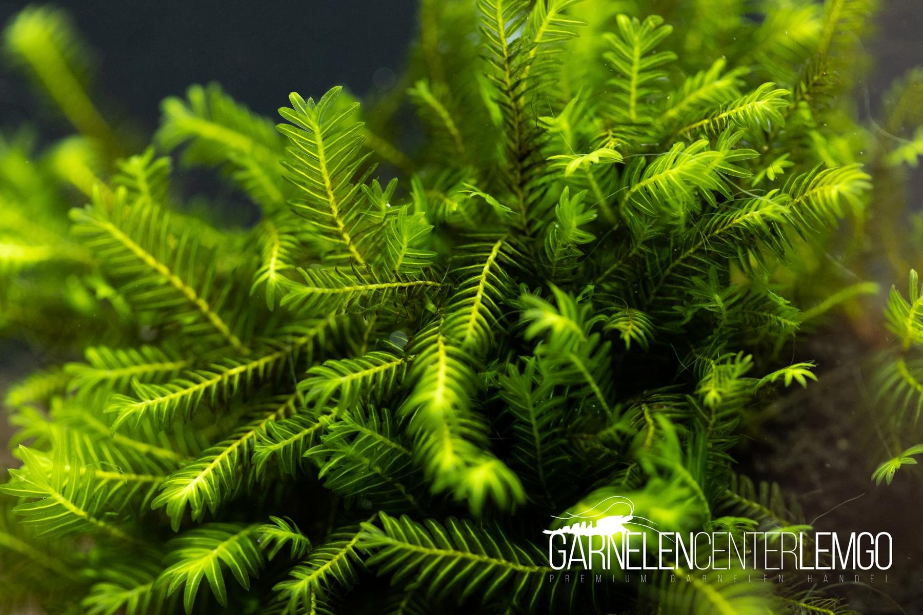 Fissidens sp. Grandifons Planicaulus *Rarität* - auf Plant Sheet