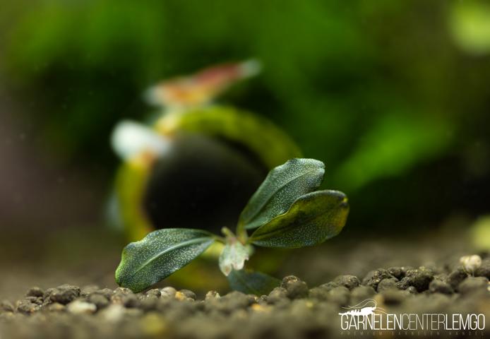 Bucephalandra sp. Amanda Red - submers - Rhizom