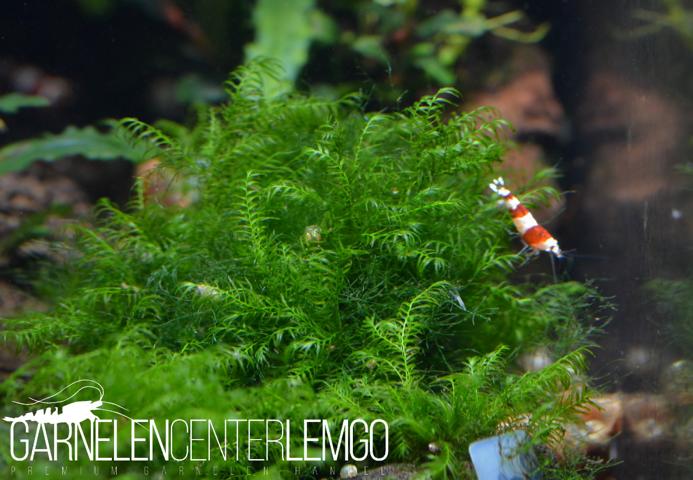 Fissidens Sp.  - auf Plant Sheet