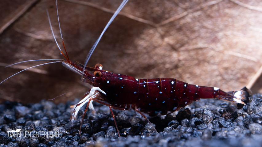 Caridina Dennerli / Kardinalsgarnele  - DNZ