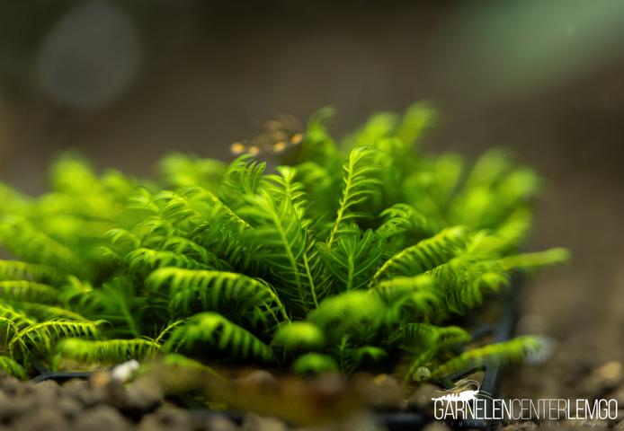 Fissidens sp. Appalachensis *Rarität* - auf Plant Sheet