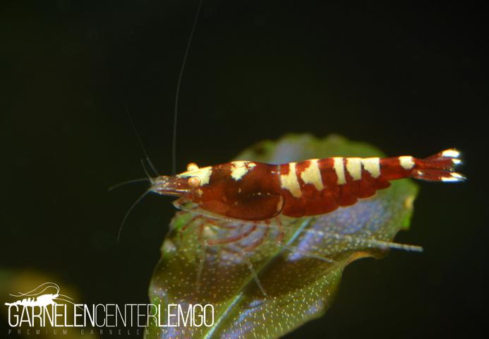 Multistripe/Pinto O.E. Garnele, rot  - DNZ