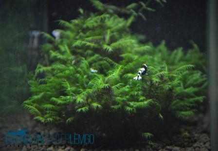 Fissidens Fontanus - Phönix Moos  - auf Plant Sheet