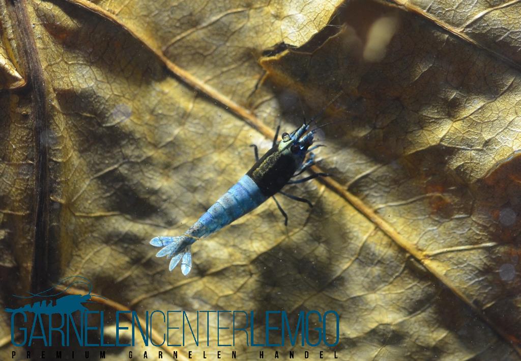 Blaue Taitibee Garnele "Blue Shadow Mosura Skunk"  - DNZ