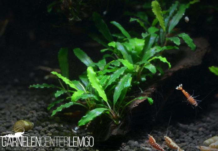 Bucephalandra sp. Velvet Mini, submers, Rhizom