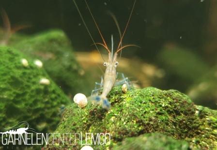 Caridina Caerulea / Blaufußgarnele - DNZ