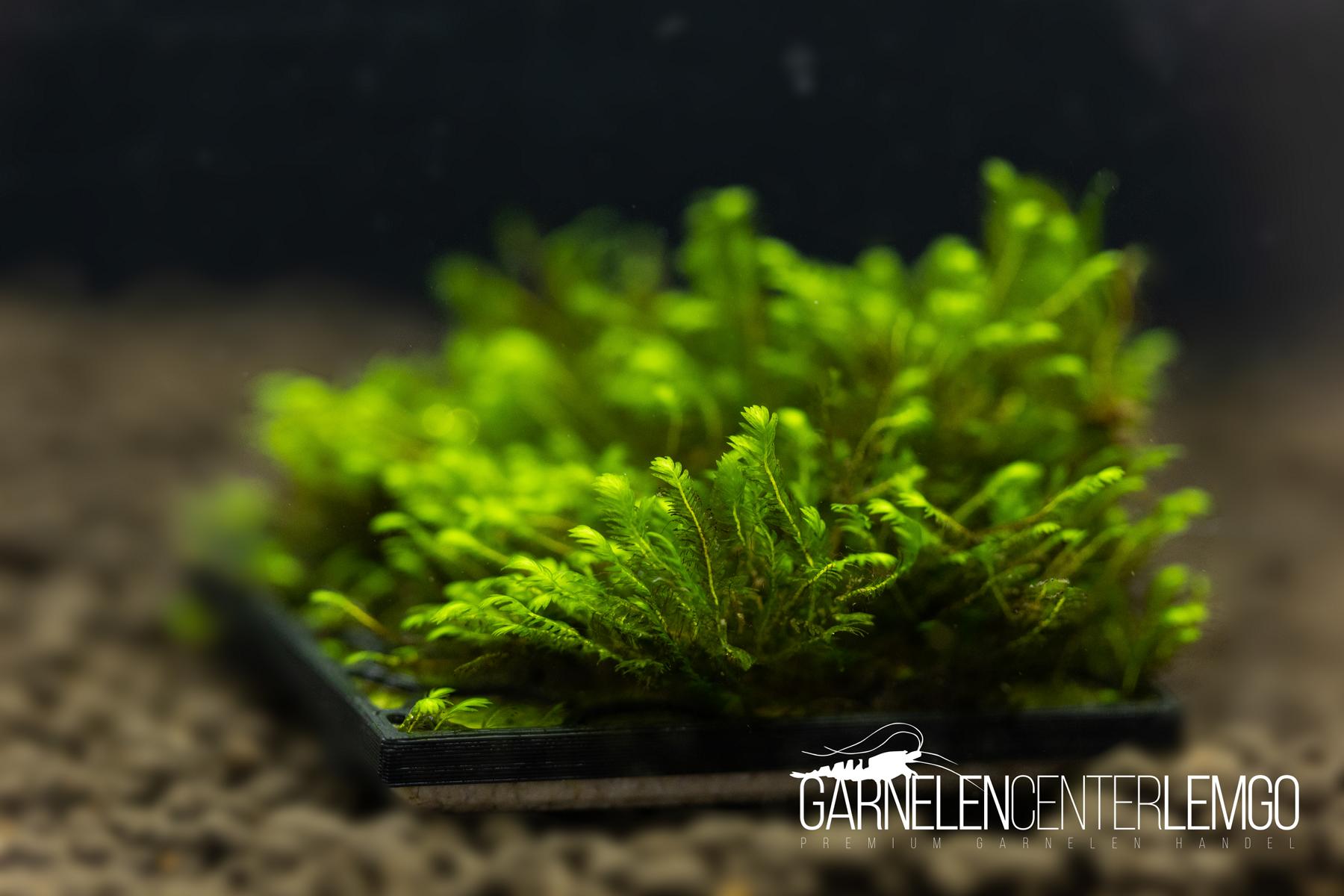 Fissidens sp. Amaria Turusa *Rarität* - auf Plant Sheet