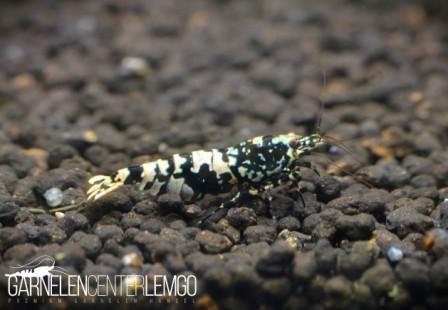 Snowfall Galaxy Tiger Garnele, Black - S Grade (DNZ)