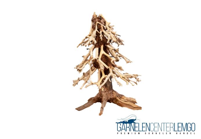 Bonsai Tannenbäumchen - Größe L