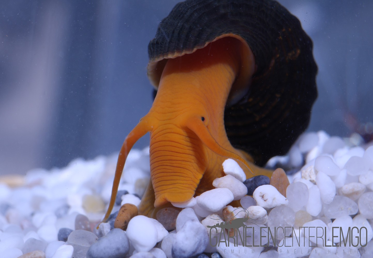 Orange Felsenschnecke (Tylomelania sp. Orange)