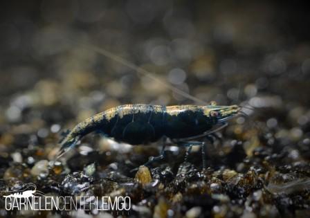 Blue Sapphire / Blue Saphire Garnelen - DNZ